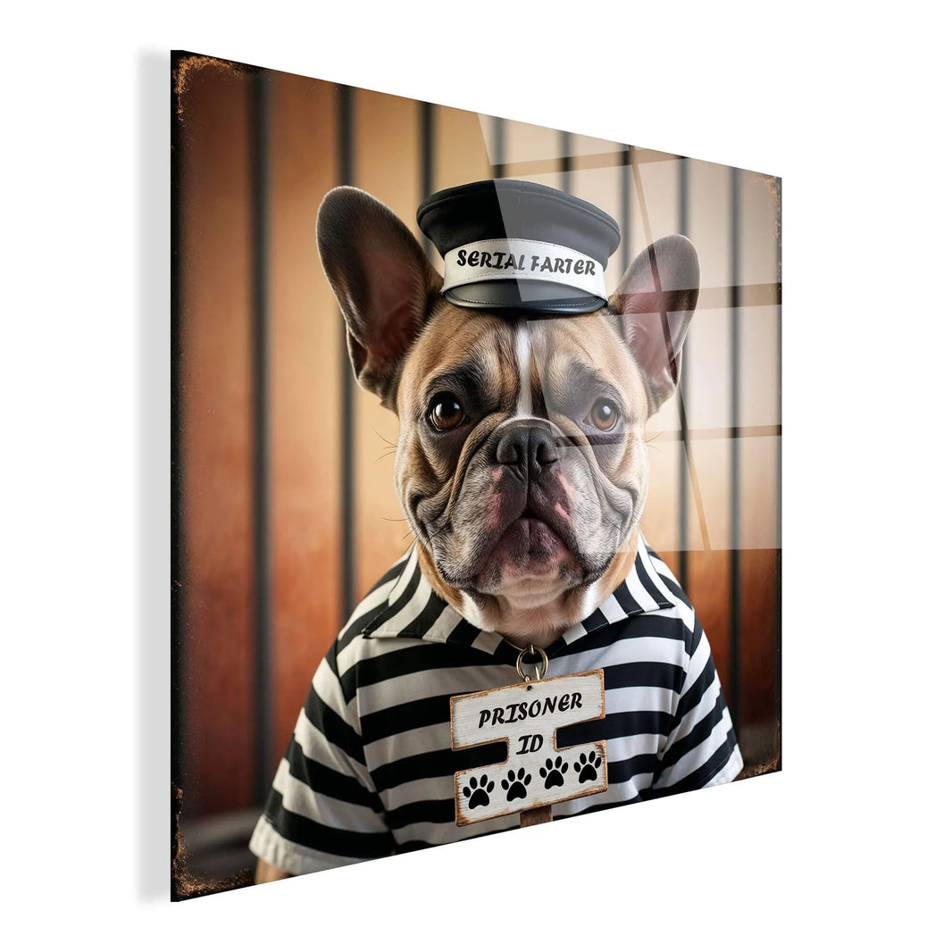 Nahaufnahme des modernen Acrylbildes Französische Bulldogge Galeotto, das mit glänzendem Methacrylat-Druck und faszinierenden Farben überzeugt und jedem Raum einen zeitgenössischen Touch verleiht.